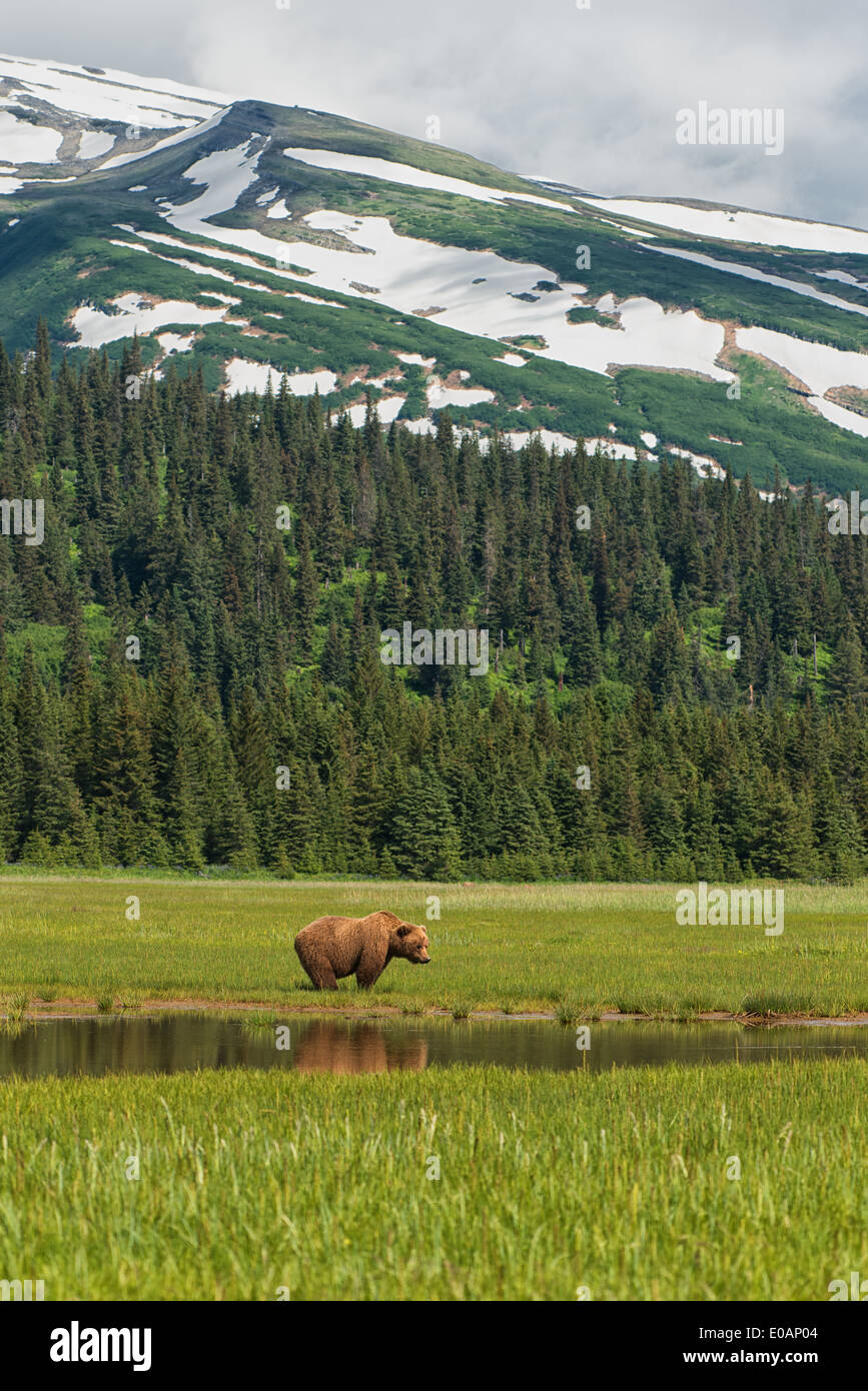 Alaska Brown Bear and reflection in Lake Clark National Park Stock Photo