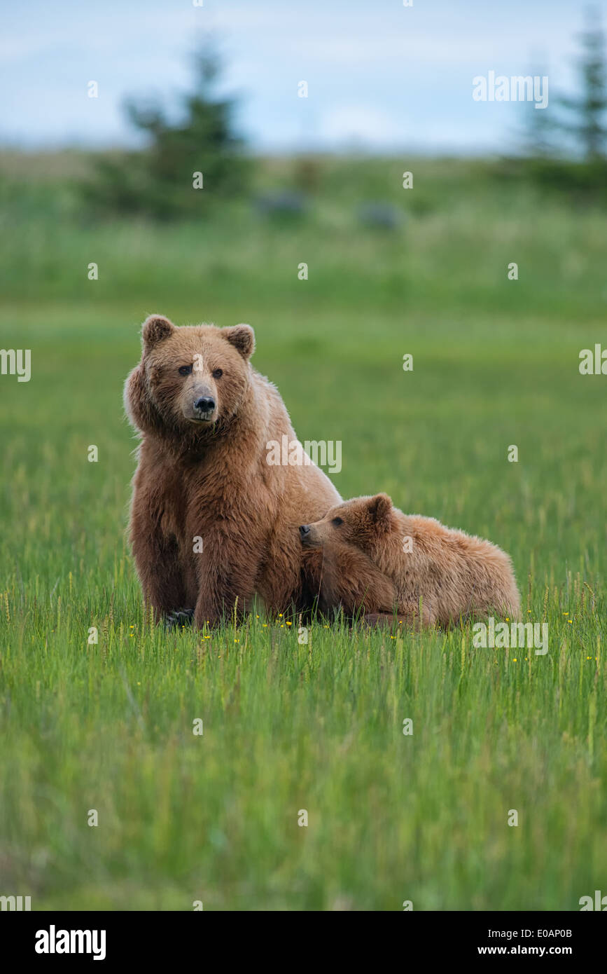 Alaska brown bear cub taking a quick nap on his mother.  Lake Clark National Park Alaska Stock Photo
