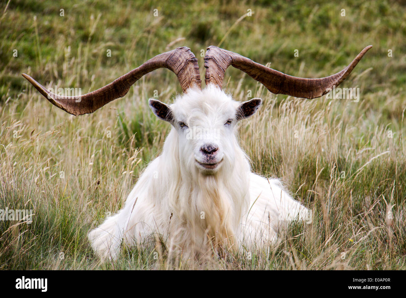 Male Welsh Mountain Kashmir Goat  Great Orme Llandudno Stock Photo