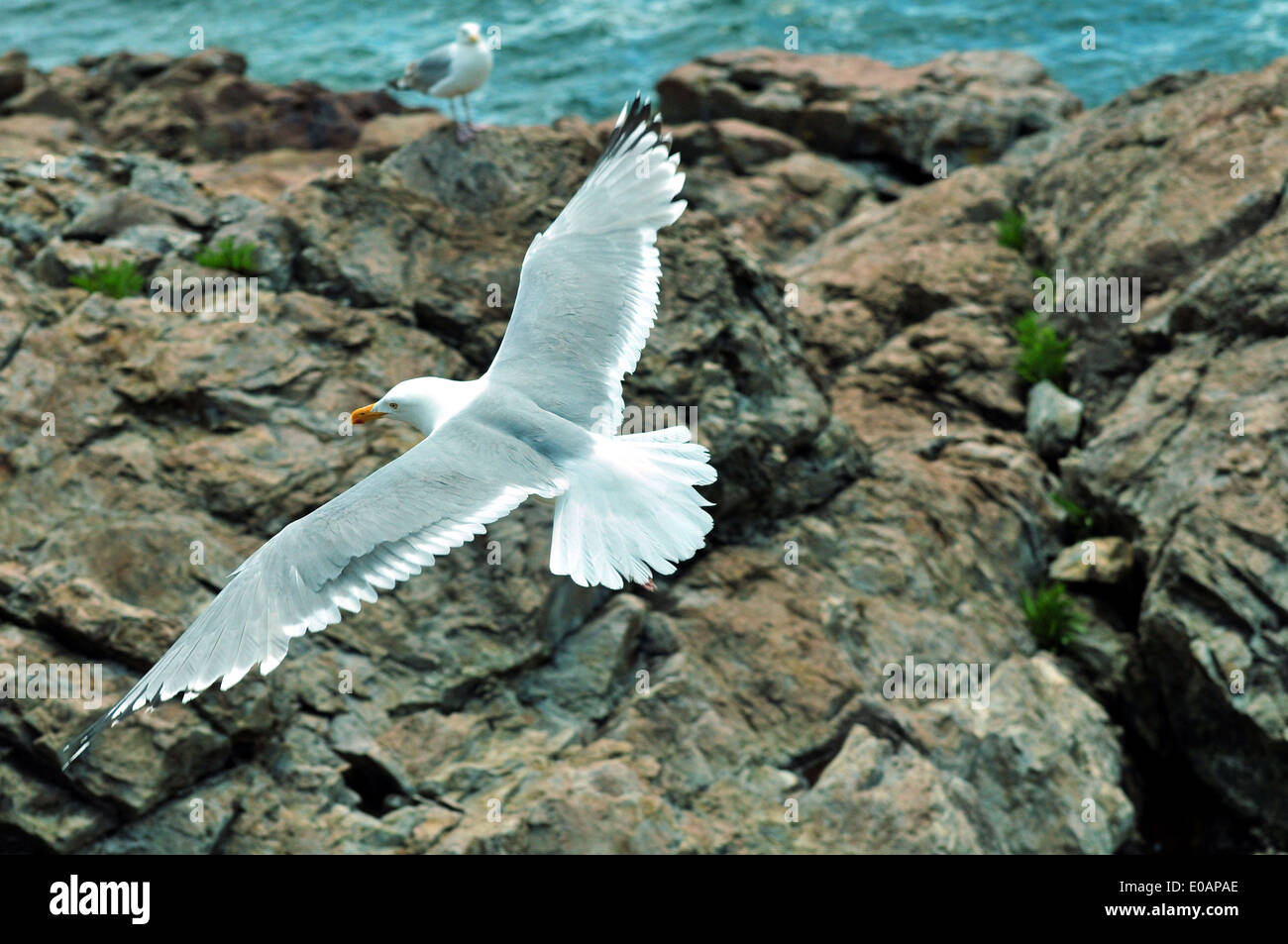 Herring Gull soaring above rocks on coastline of Northeast USA Stock
