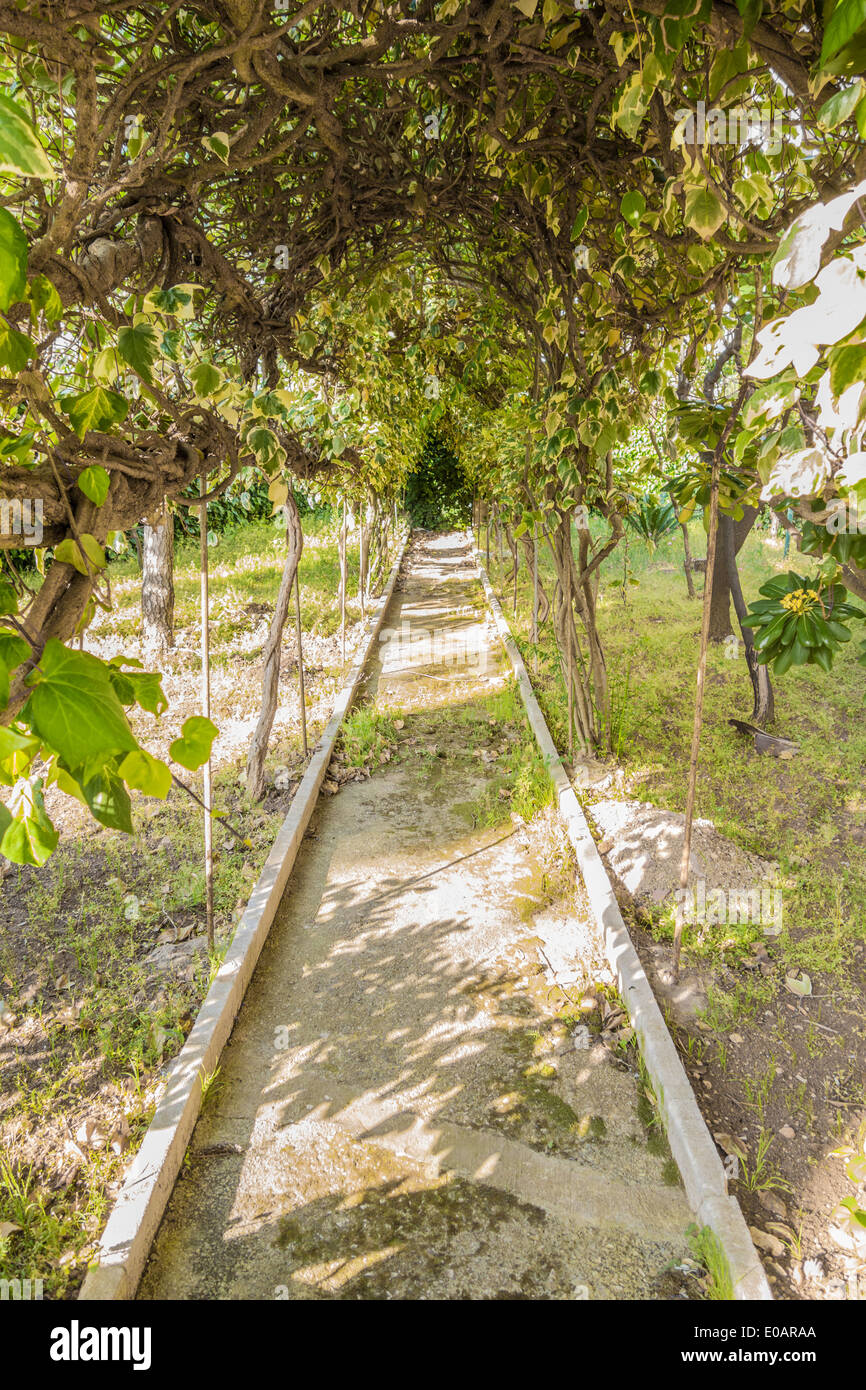 a passage in an ornamental garden covered with climbings Stock Photo