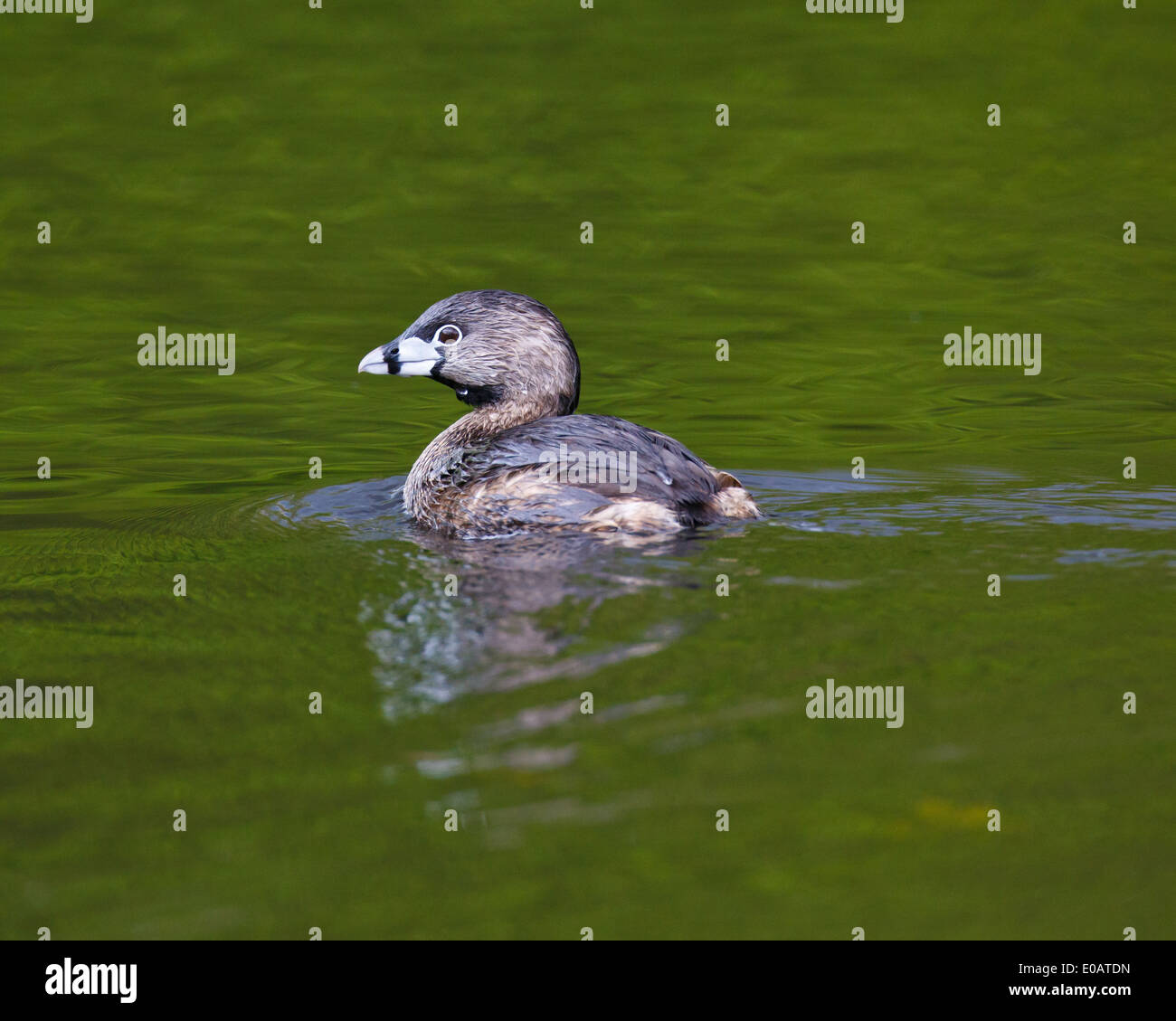 Grebe Head A Pied-billed Grebe, with head turned, swimming in green colored water ...