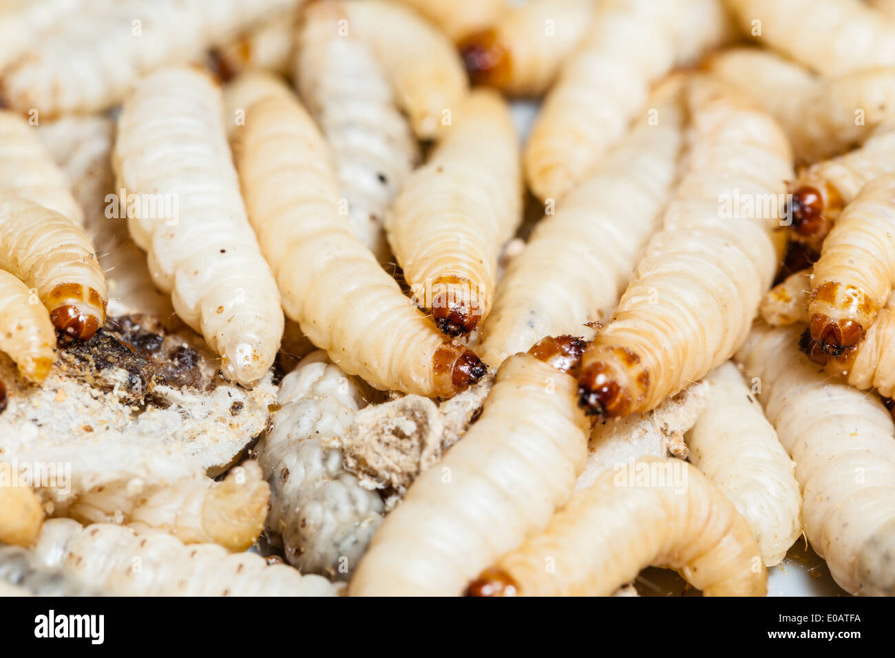 macro shot fo some disgusting mealworm maggots crawling around Stock Photo