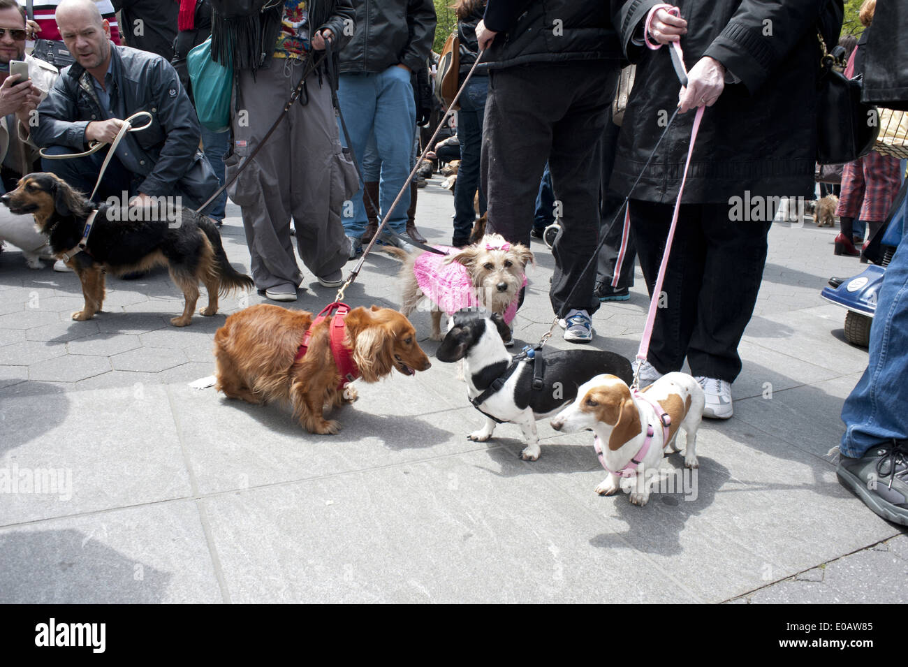 Proud pet owners and their dachshunds meet and mingle at The Dachshund