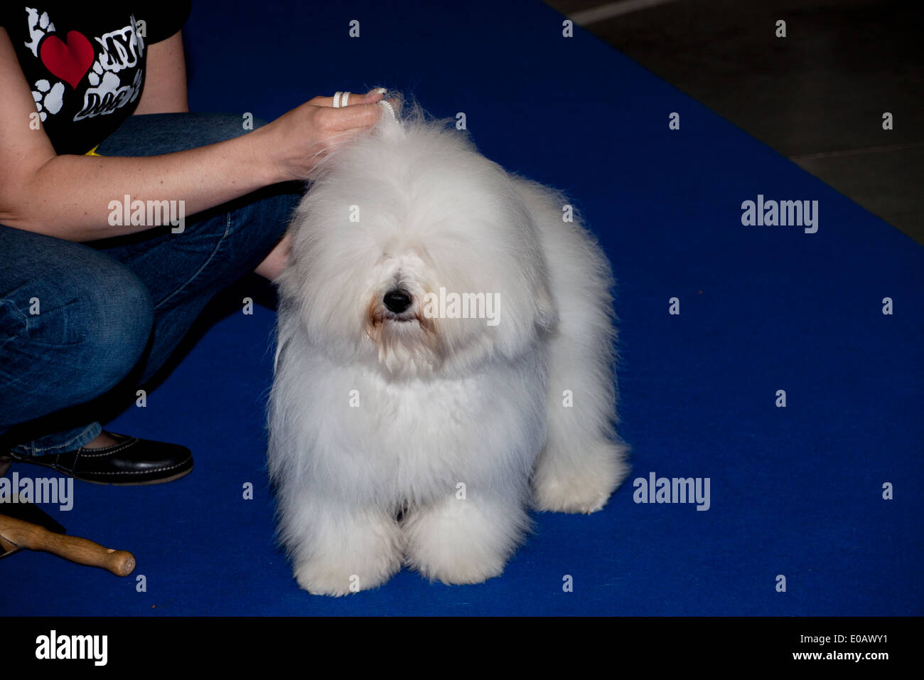 Coton De Tulear In The Show Ring Handler Holding The Lead International Dog Show In Prague May 2014 Stock Photo Alamy