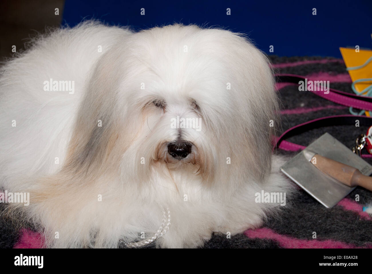 Coton de tulear on grooming hires stock photography and images Alamy
