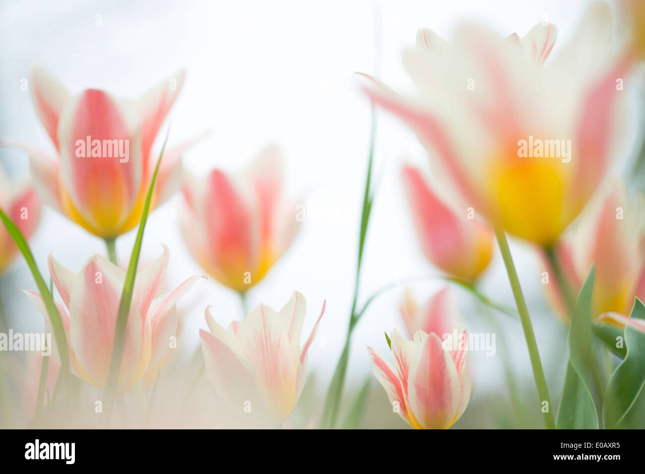 Multicolored tulips (Tulipa) on meadow Stock Photo