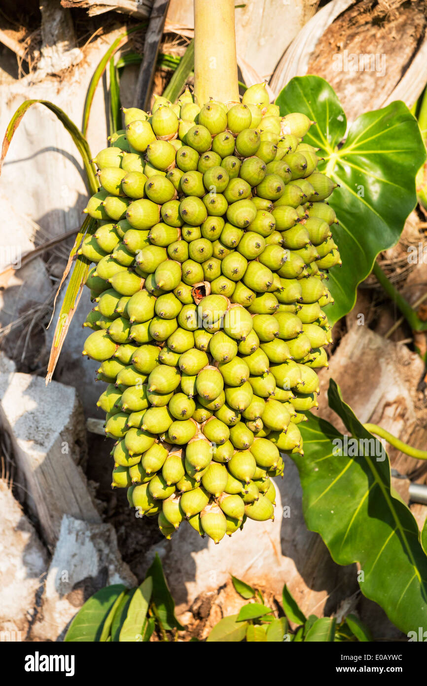 Brazil, Mato Grosso do Sul, Pantanal, Palm nuts of the Butia yatay palm Stock Photo