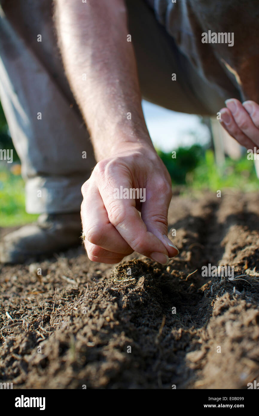 Germany, North Rhine-Westphalia, Petershagen, Man in a garden sowing land cress Stock Photo