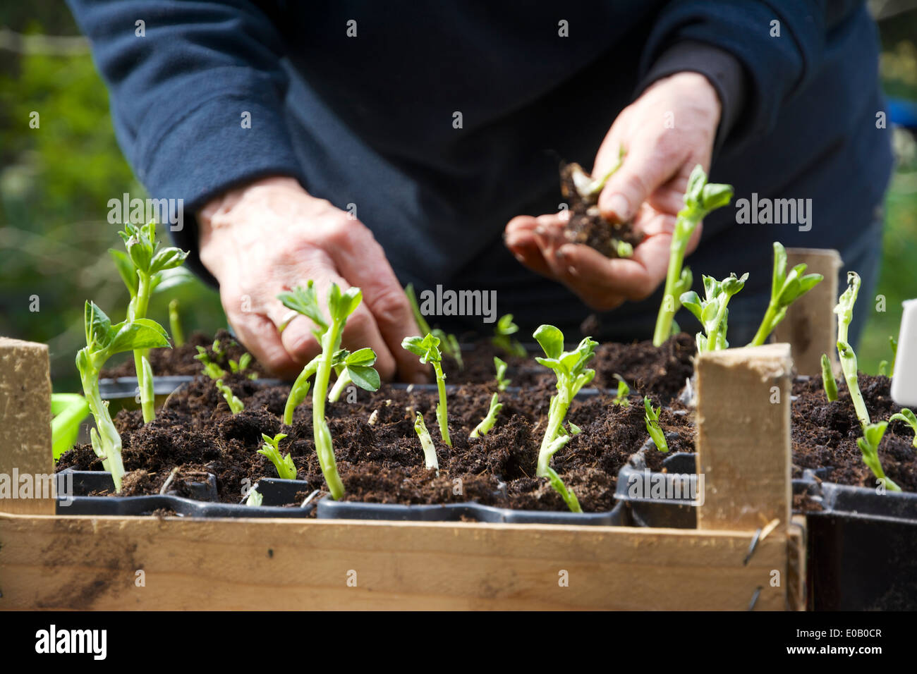 Woman transplanting broad bean (Vicia faba) seedlings Stock Photo