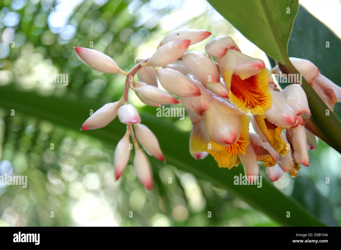 Alpinia zerumbet, commonly known as shell ginger. A white flower with yellow interior & pink tips on the buds. Stock Photo