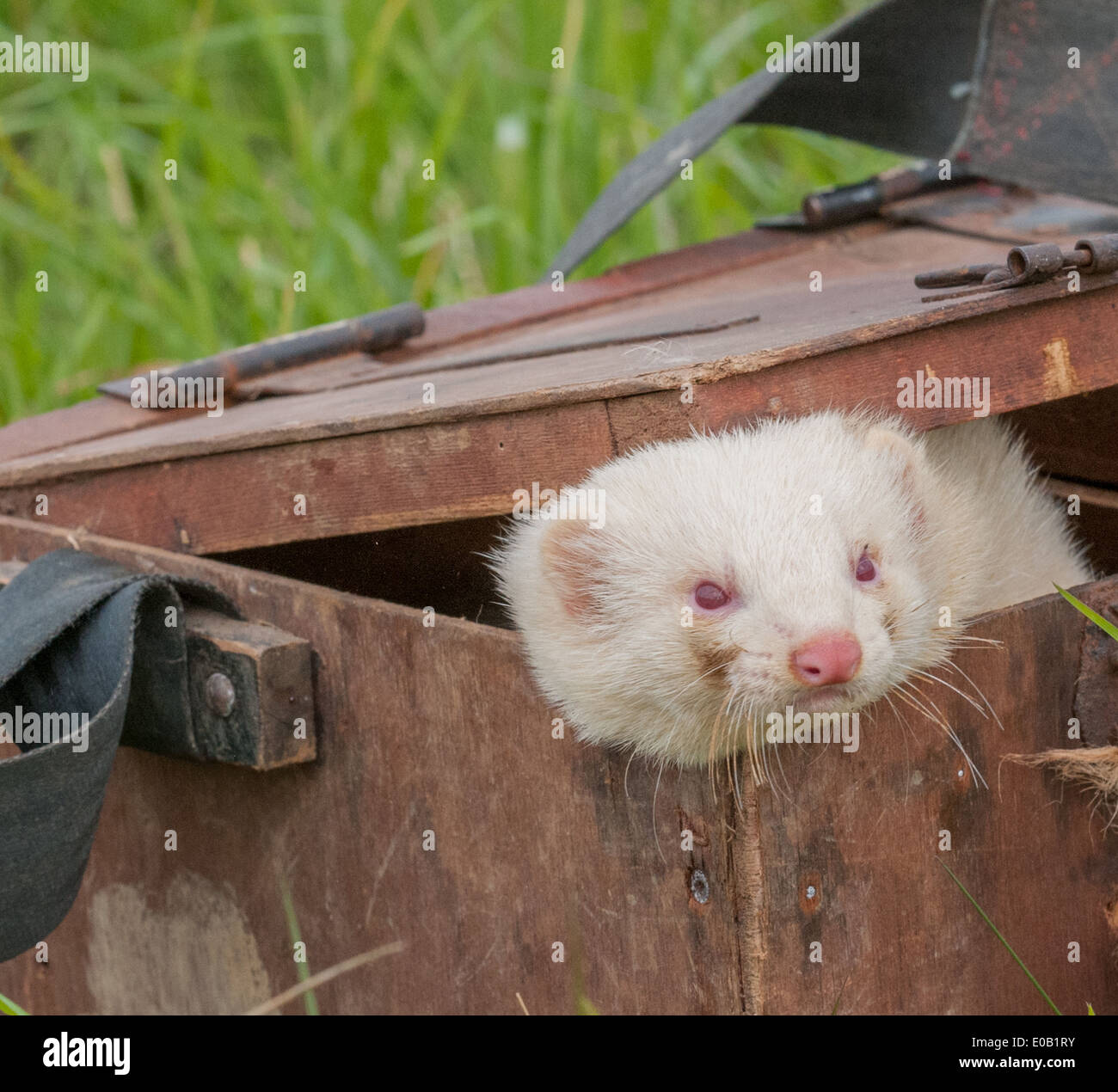 Ferret boxes online