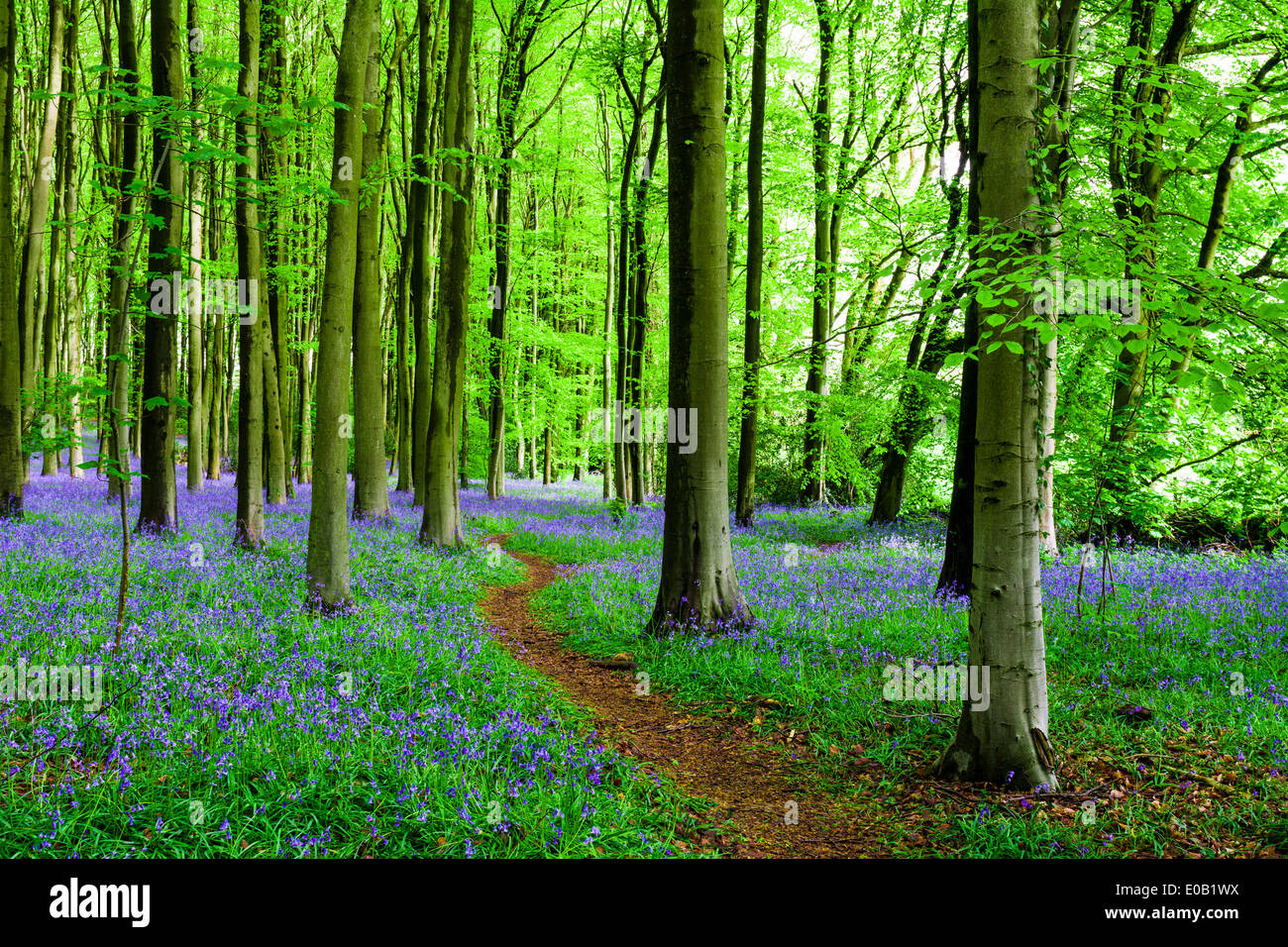 Pathway though bluebell and beech woodland in spring, Wrington, Somerset, England Stock Photo
