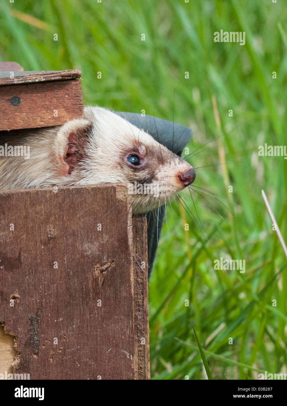 Pole Cat ferrets in a carrying box used to transport them, on long