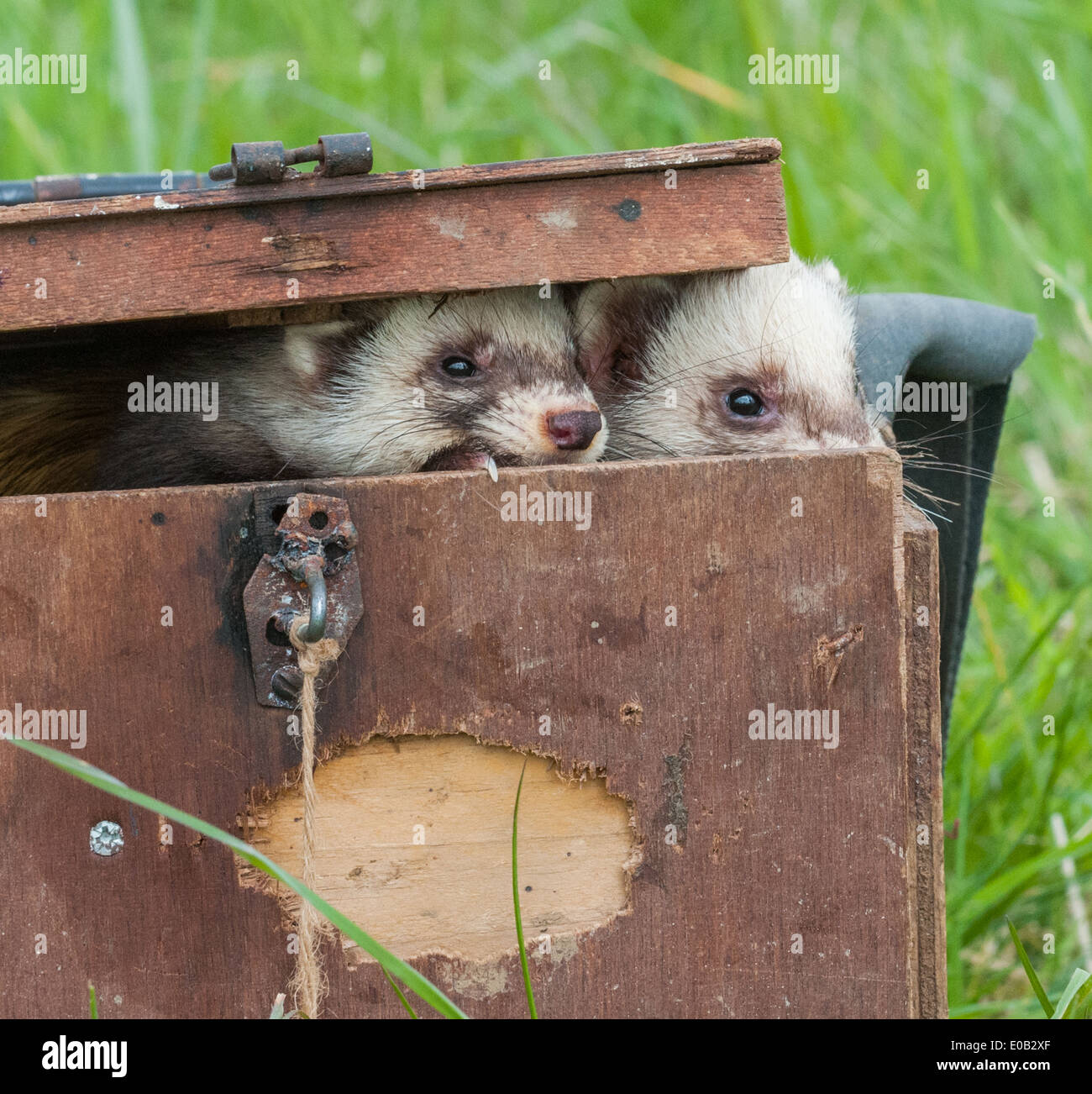 Pole Cat ferrets in a carrying box used to transport them, on long