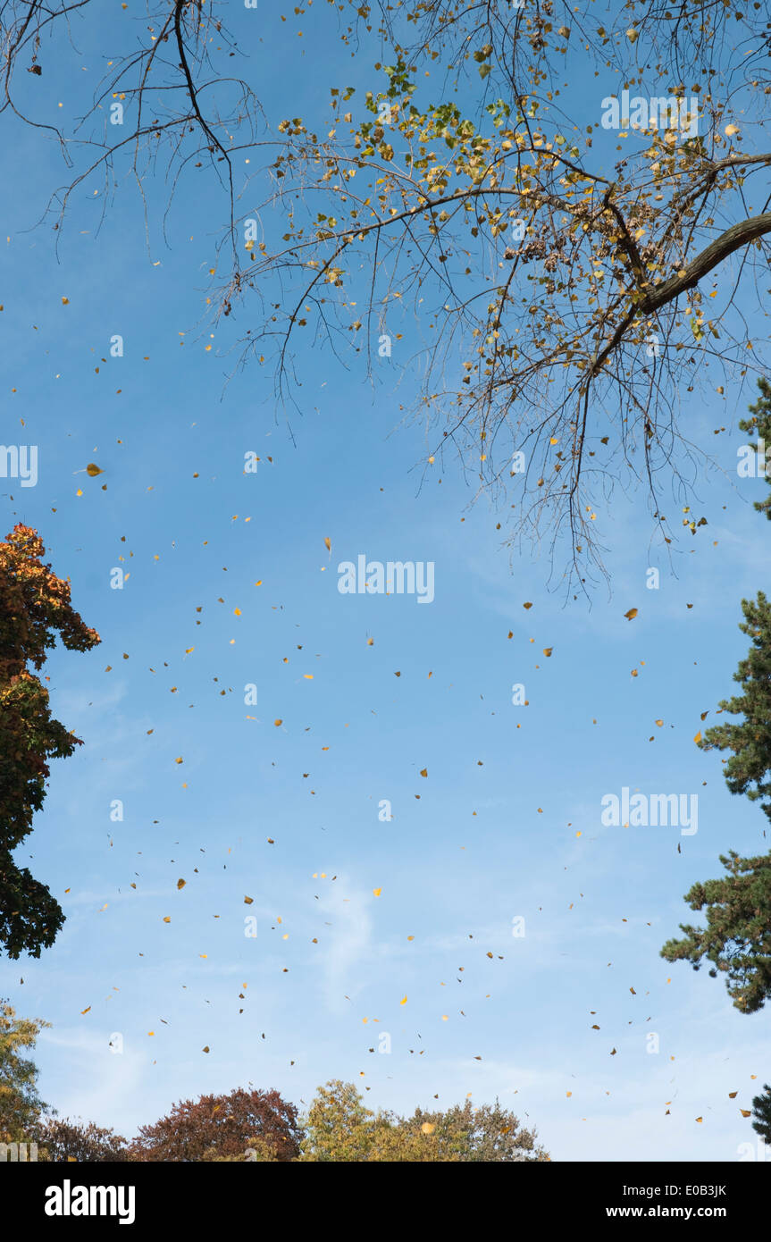 Germany, Frankfurt, Autumn leaves flying in the air Stock Photo