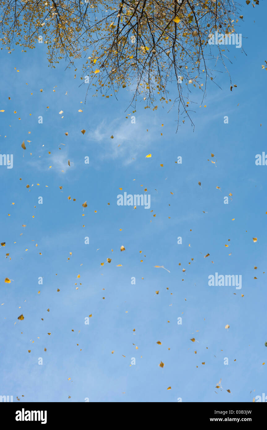 Germany, Frankfurt, Autumn leaves flying in the air Stock Photo