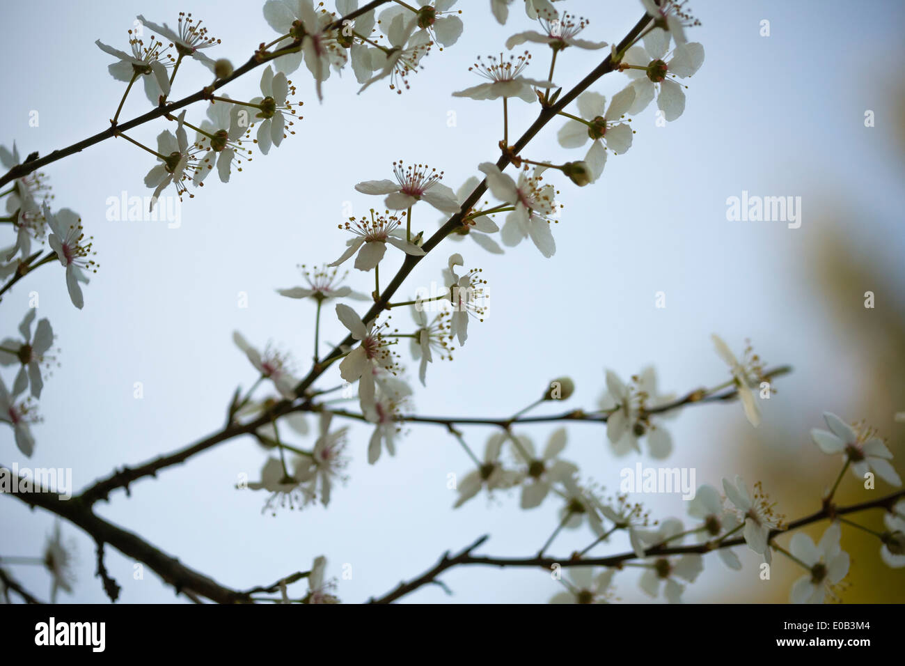 Twig with blossoms of cherry-plum (Prunus cerasifera) Stock Photo