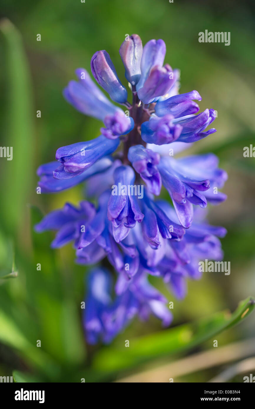 Violet-blue hyacinth flower, close up Stock Photo