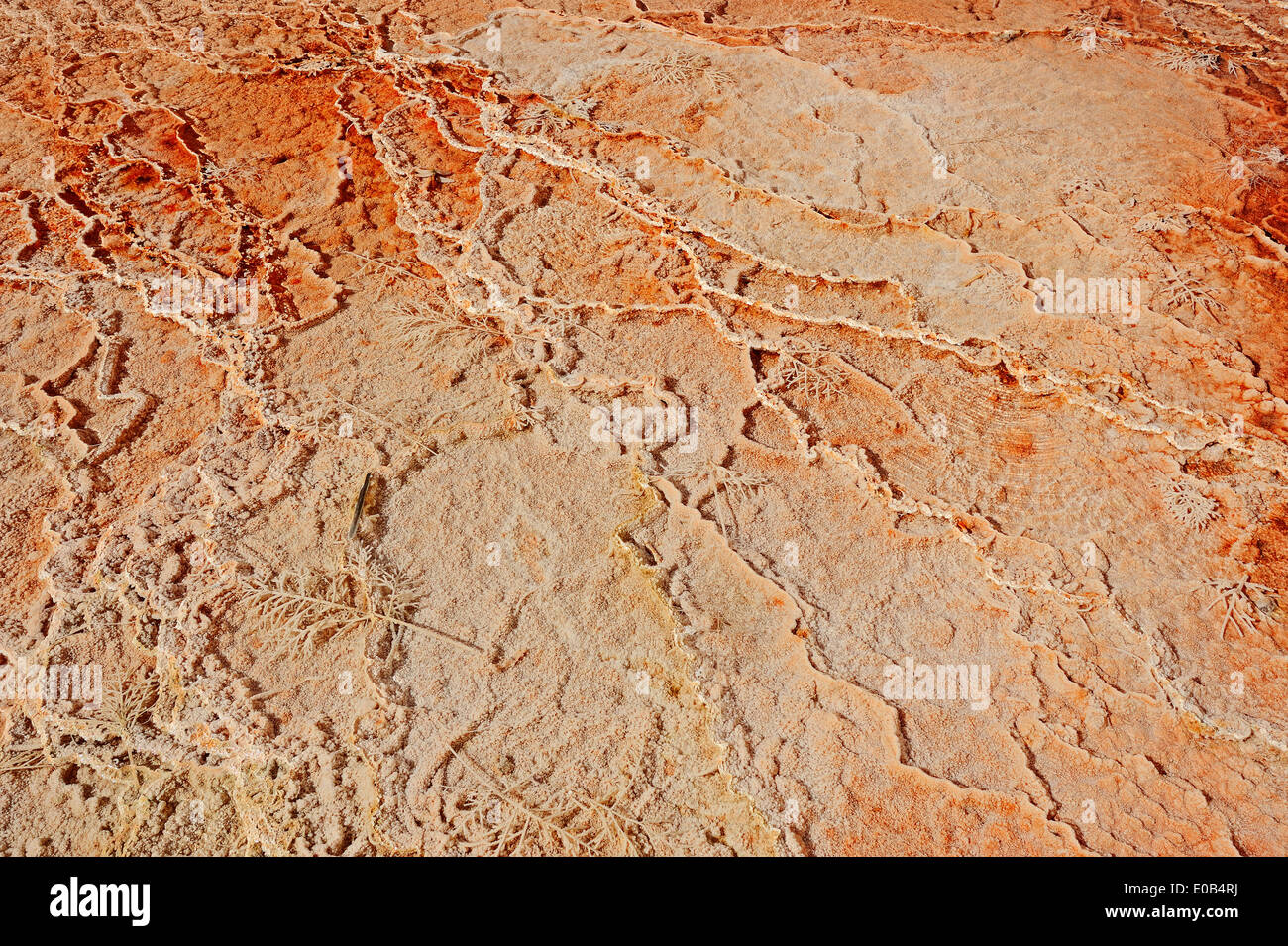 Algal-bacterial mats and mineral deposits at hot spring, Mammoth Hot Springs, Yellowstone national park, Wyoming, USA Stock Photo