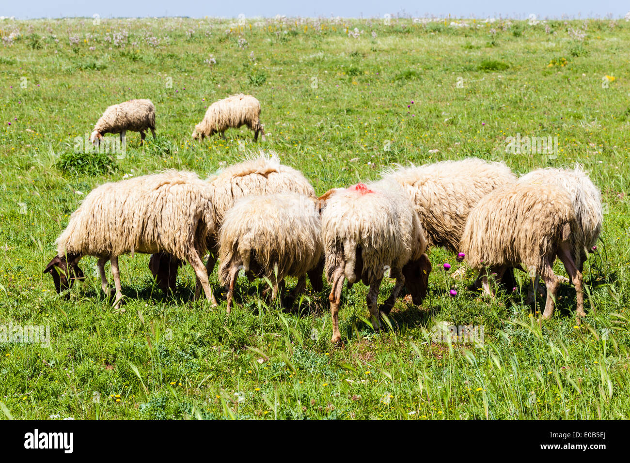 a small herd of sheeps grazing on the grass Stock Photo