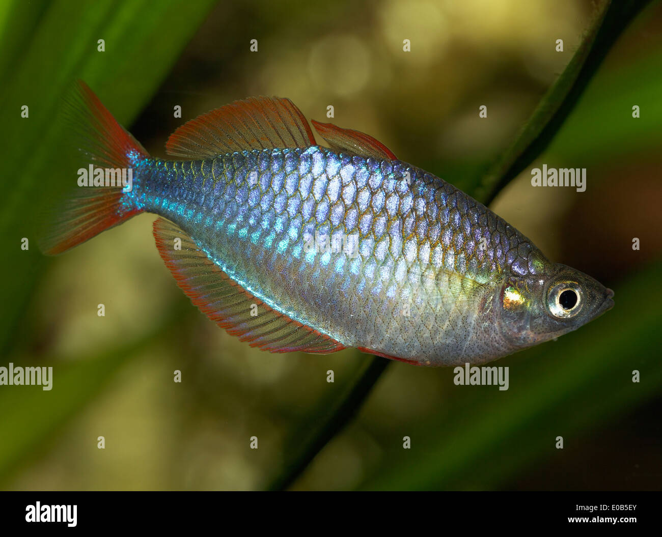 Dwarf rainbowfish, Melanotaenia praecox, freshwater aquarium Stock Photo