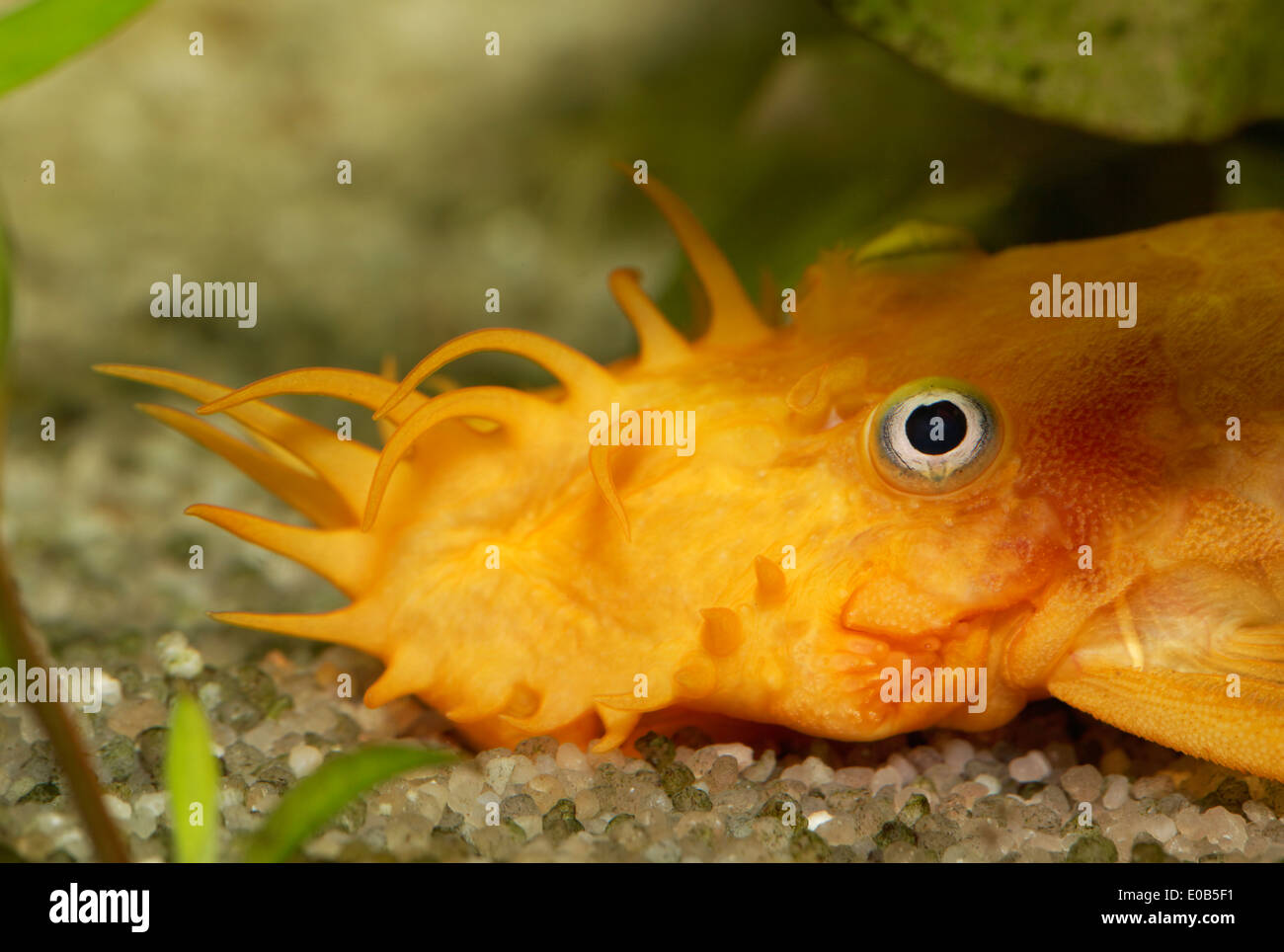 Yellow catfish, Ancistrus sp., freshwater aquarium Stock Photo