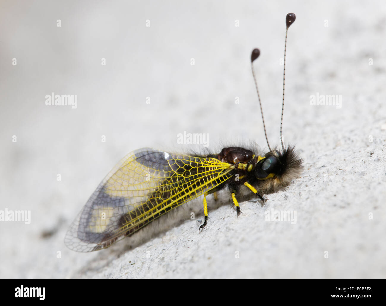 Turkey, Lycia, Libelloides sp, Neuroptera Stock Photo