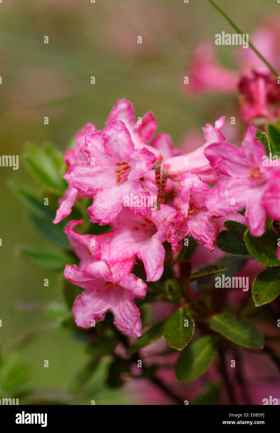 Austria, Carinthia, Carnic Alps, Hairy Alpine Rose, Rhododendron hirsutum Stock Photo