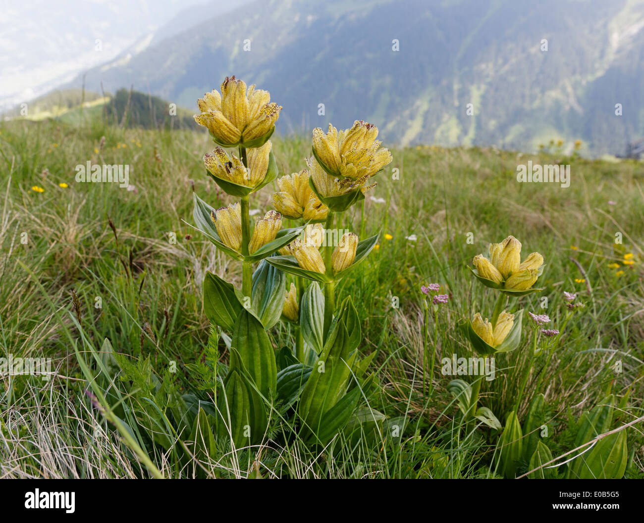 Austria, Vorarlberg, Close up of spotted gentian, Gentiana punctata Stock Photo