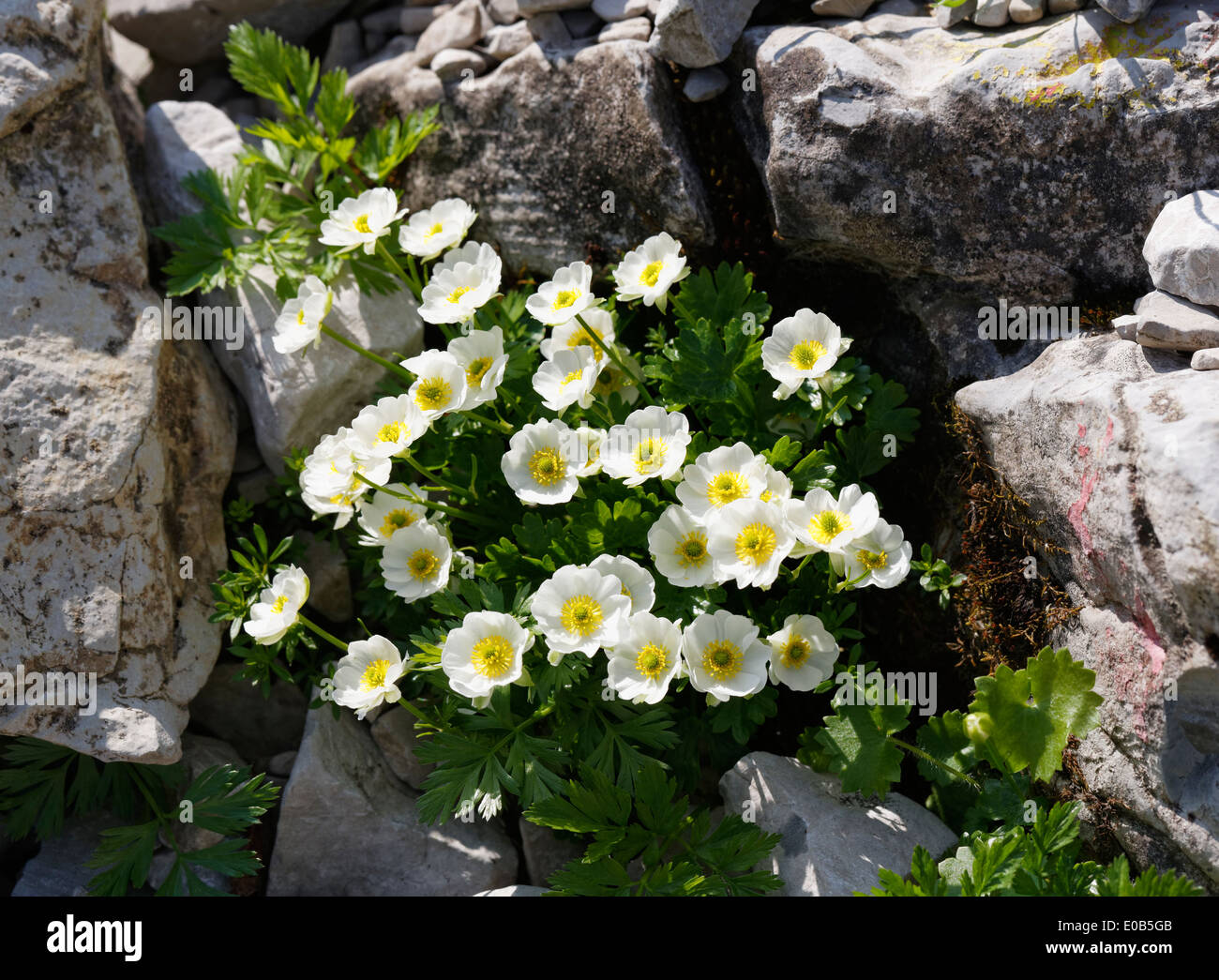 Austria, Vorarlberg, Biosphere Reserve Grosses Walsertal, Alpine Buttercup, Ranunculus alpestris Stock Photo