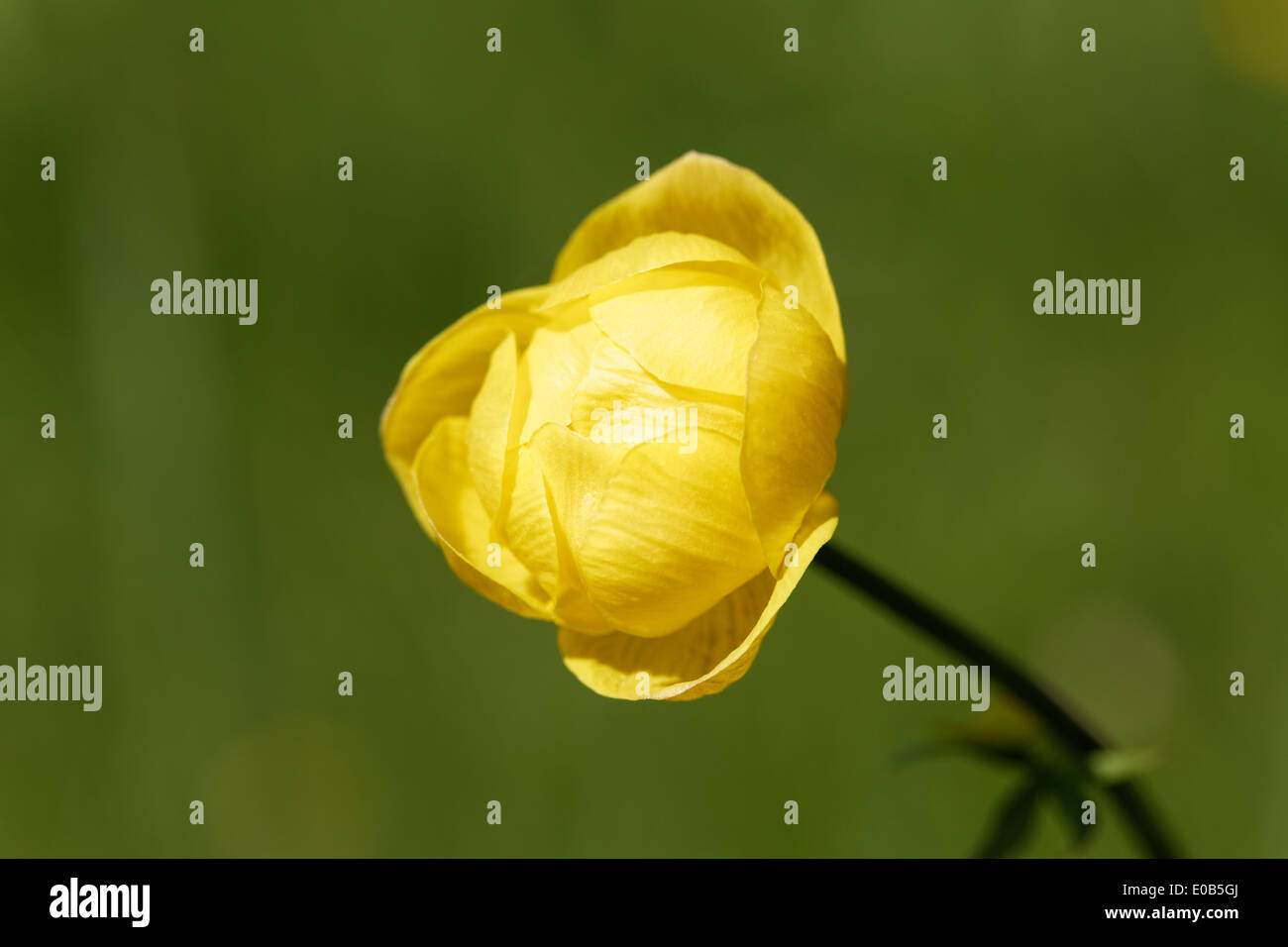 Germany, Bavaria, Trollius europaeus Stock Photo