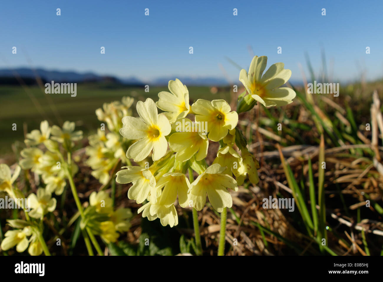 Germany, Bavaria, Koenigsdorf, Oxlips, Primula elatior Stock Photo