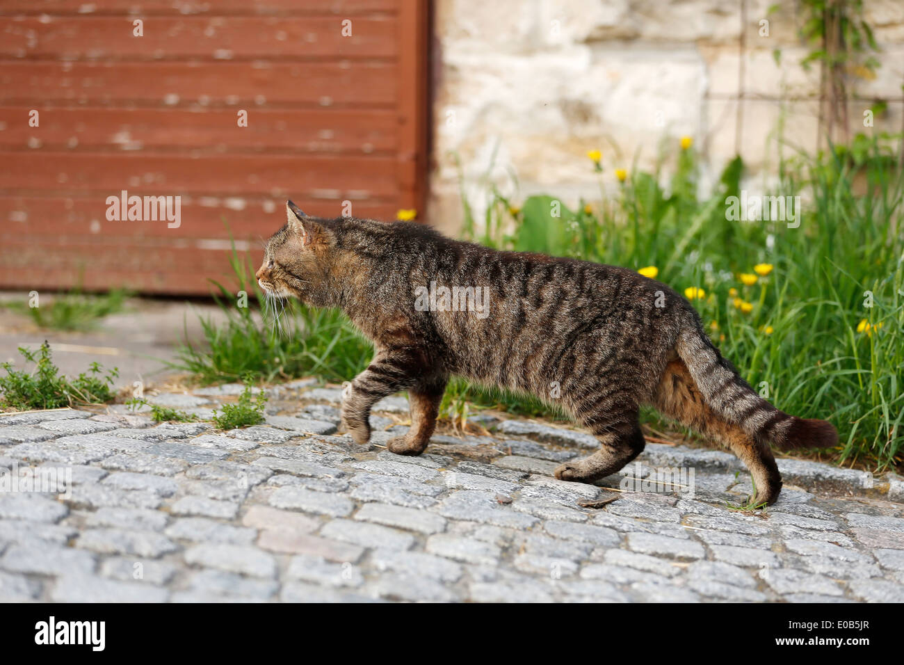 Tabby tomboy stalking in courtyard Stock Photo - Alamy