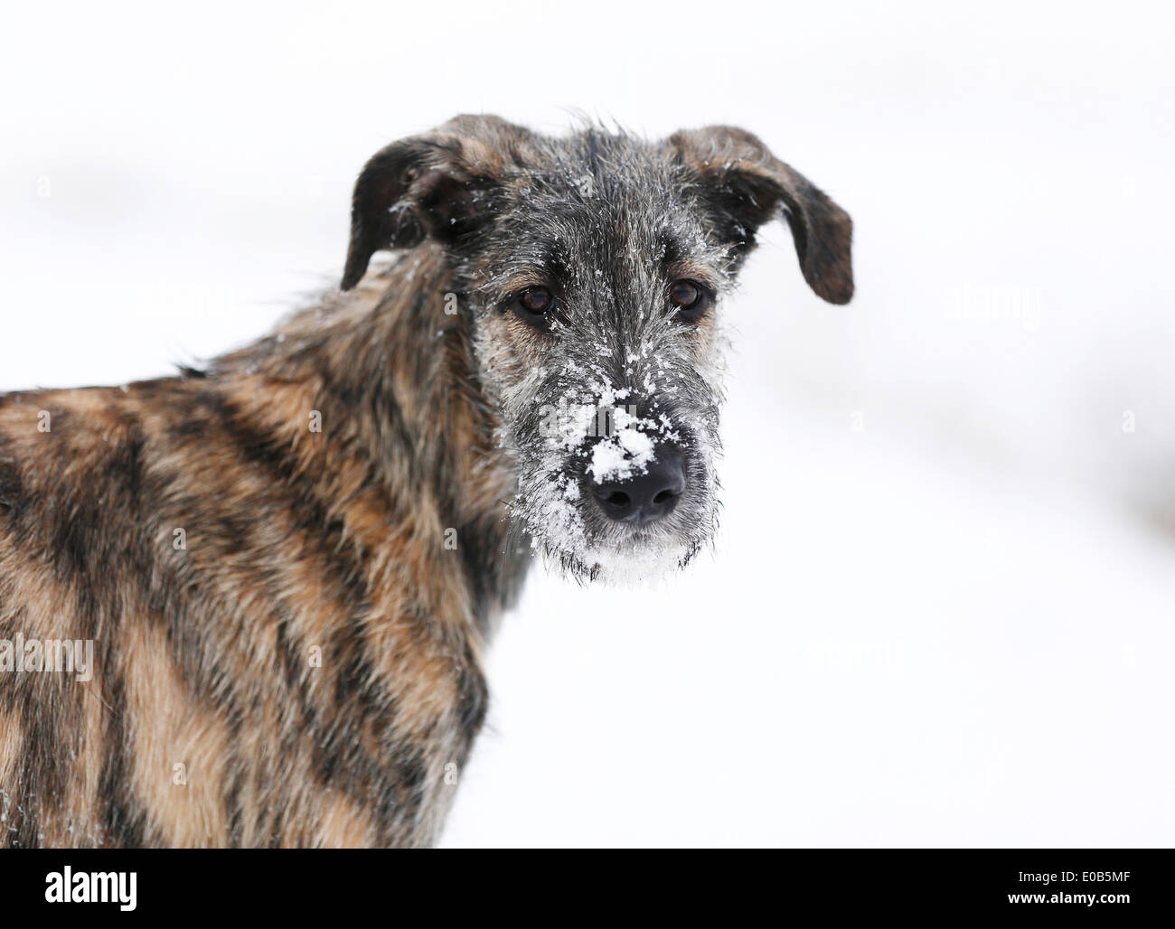 Portrait of Irish Wolfhound puppy with snow on snout Stock Photo