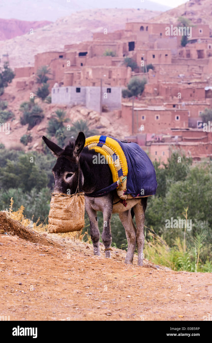 Morocco, Marrakesch-Tensift-El Haouz, Donkey in Tahannaout region Stock Photo
