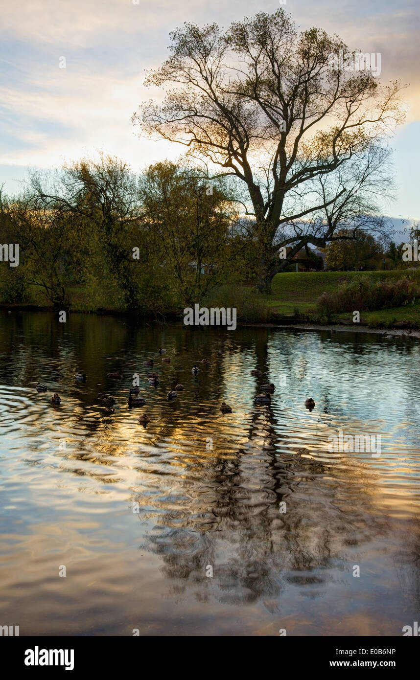 Chislehurst pond hires stock photography and images Alamy