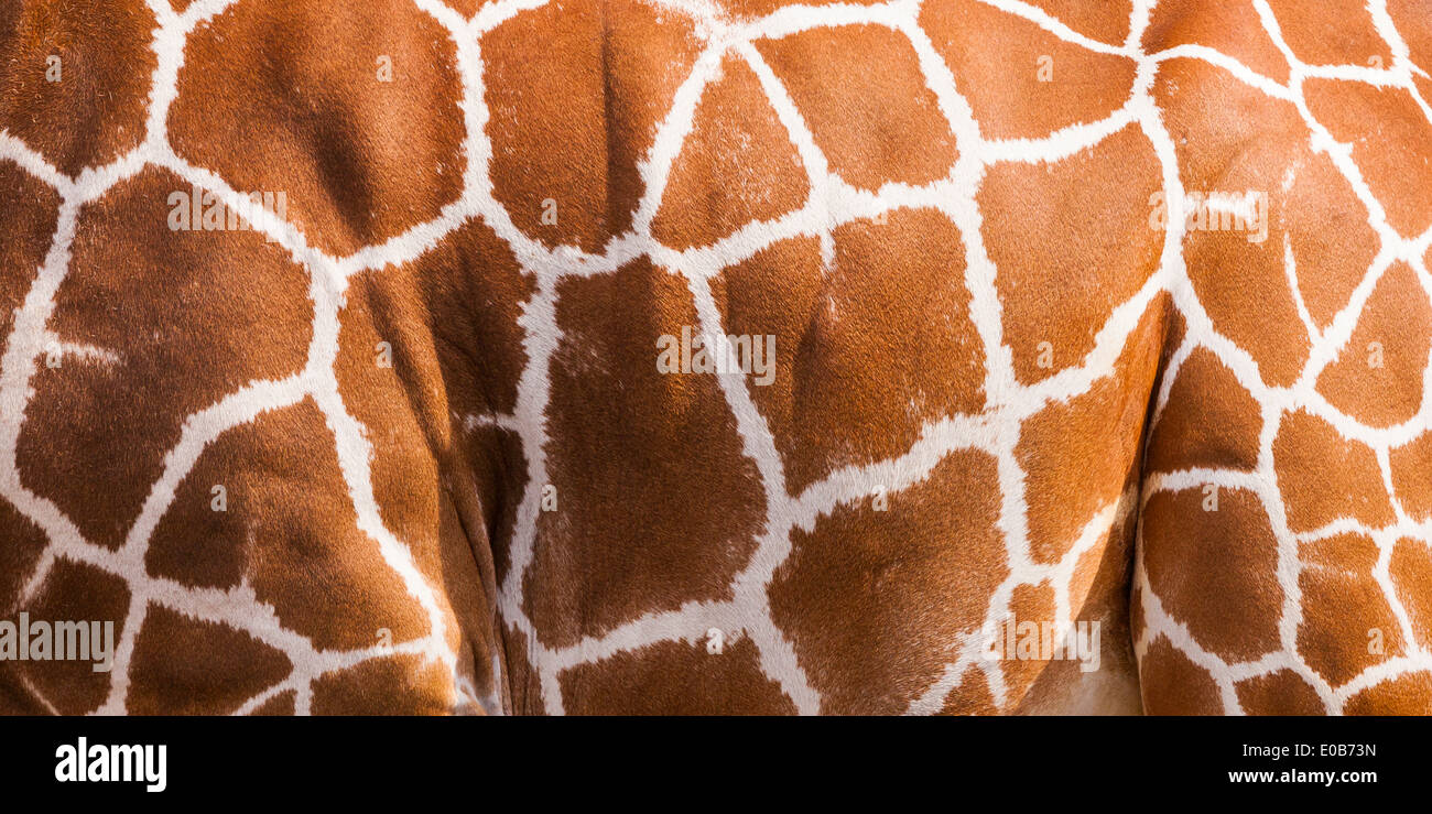 Reticulated giraffe (Giraffa camelopardalis reticulata), partial view Stock Photo