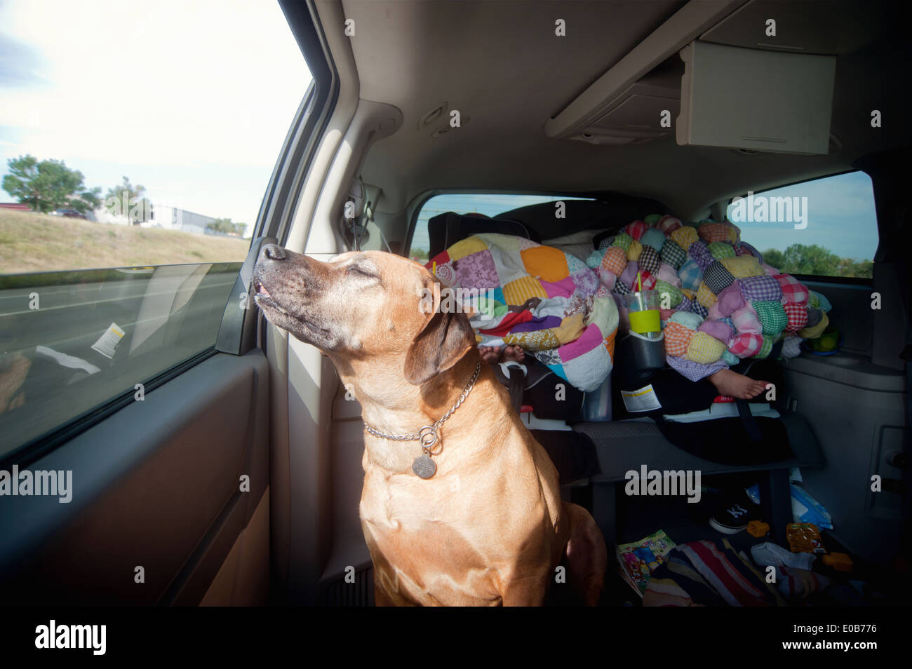 Dog in car back seat enjoying journey Stock Photo Alamy