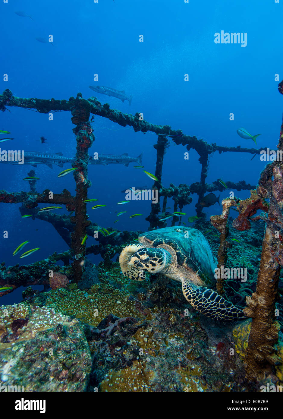 Resting turtle starts to flee. Stock Photo