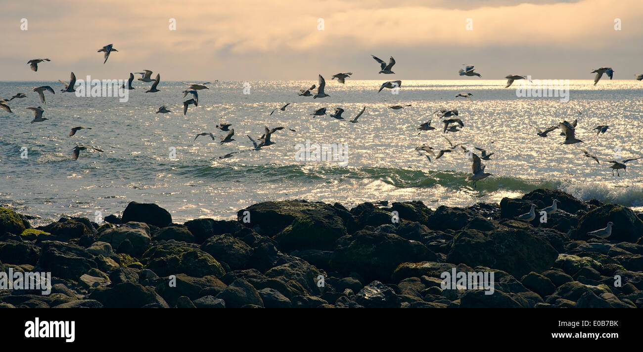 A flock of seagulls flying over the sea at Ventnor Bay, Isle of Wight, UK Stock Photo Alamy