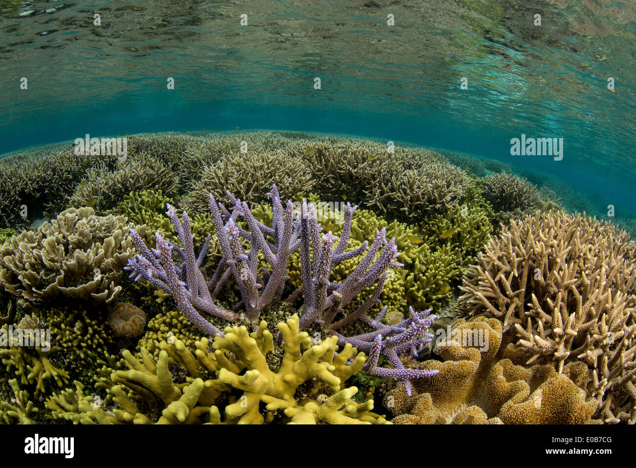 Coral reef scene, hard corals. Stock Photo