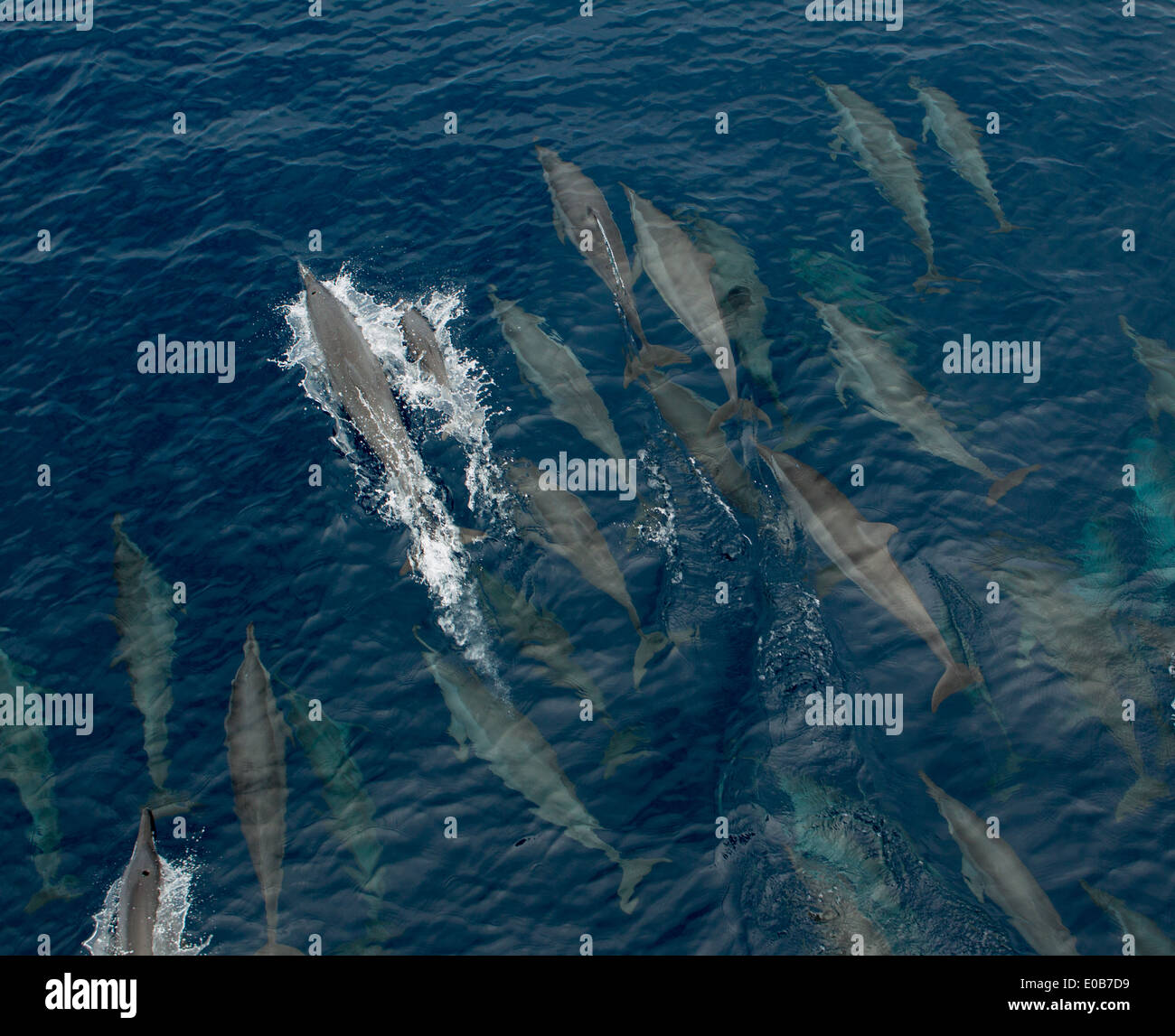 Common dolphins at surface. Stock Photo
