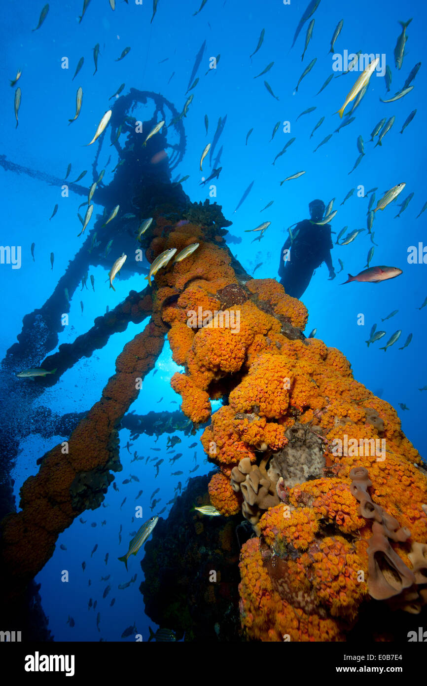 Scuba diving the USCG Duane. Stock Photo