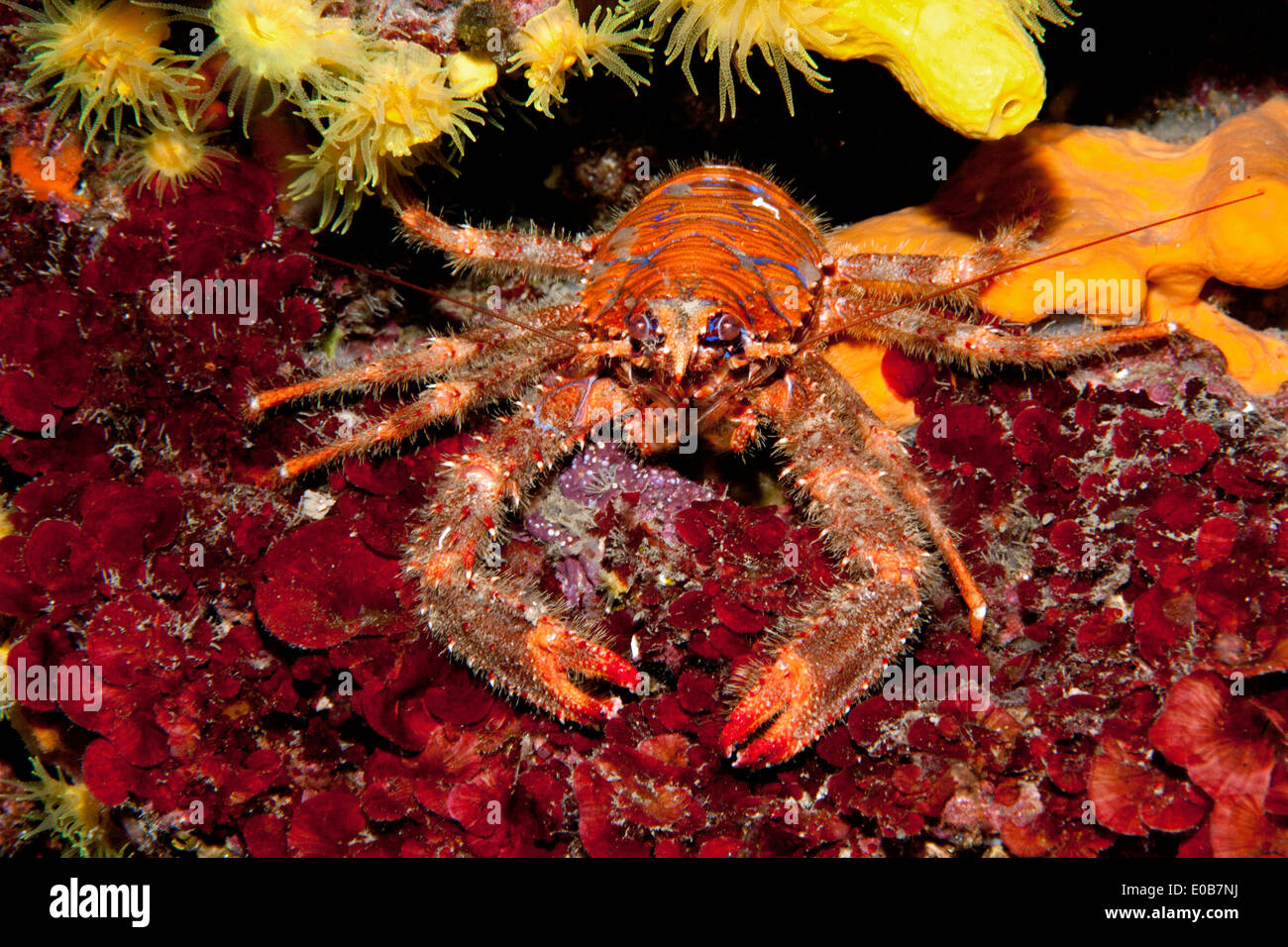 Croatia, Spinous Squad Lobster, Galathea strigosa Stock Photo
