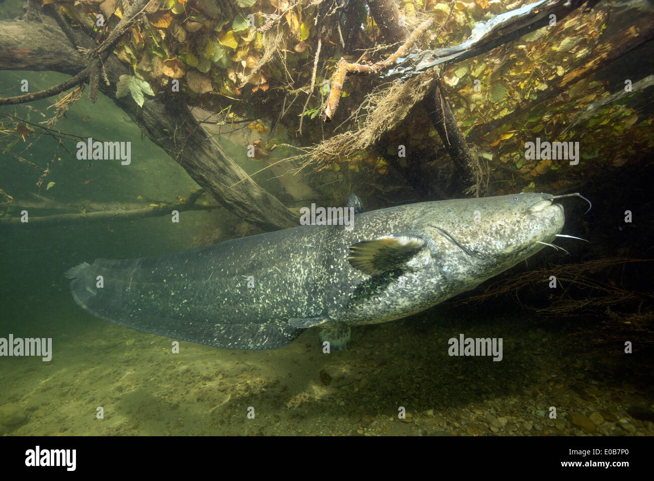 Germany, Bavaria, Wels catfish, Silurus glandis, in river Alz Stock Photo