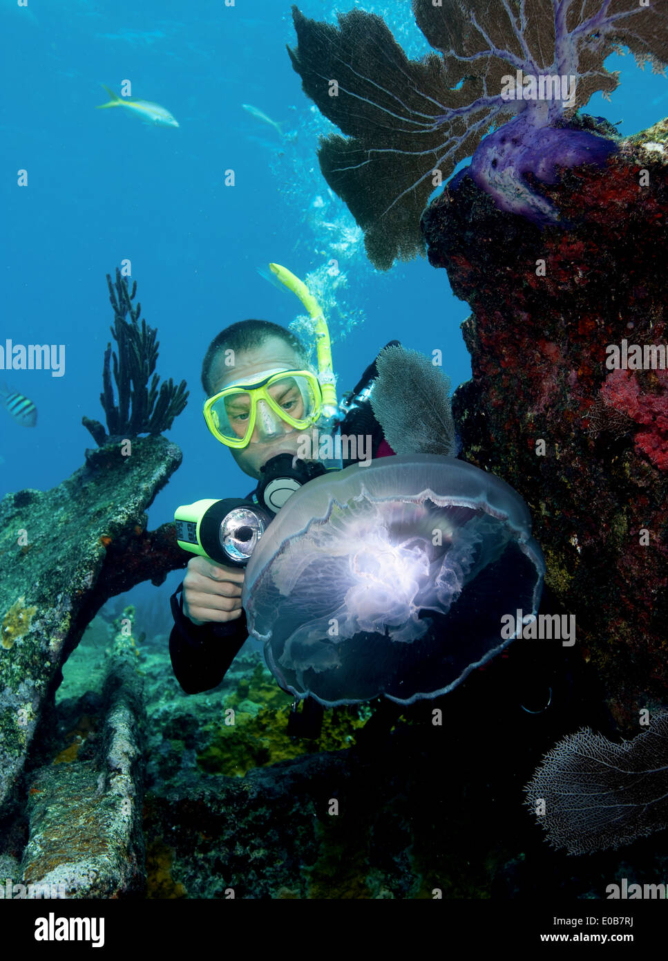 Scuba diver and Moon Jellyfish Stock Photo Alamy