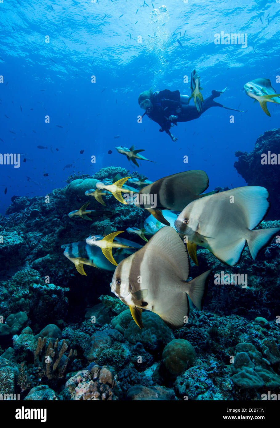 Diver and schooling Spadefish. Stock Photo