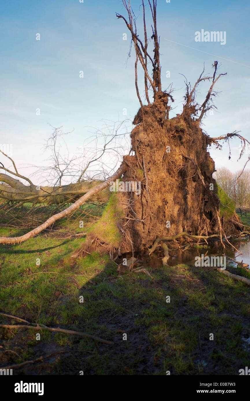 Uprooted tree after stormy weather, UK. Stock Photo
