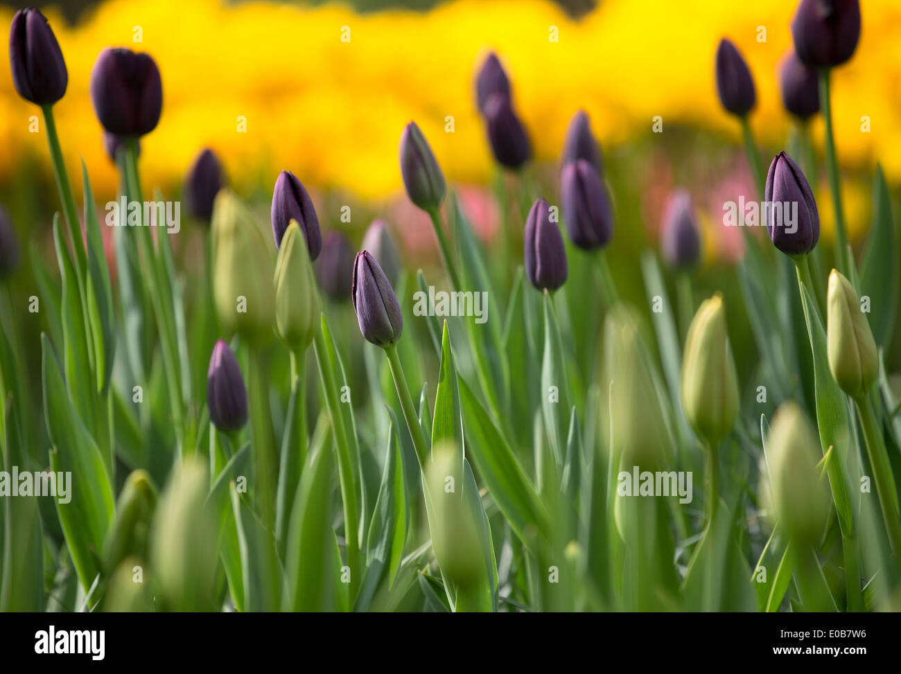 the spring tulips of keukenhof Stock Photo
